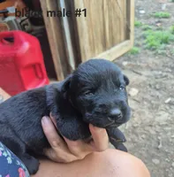 Black Male Labrador #1 , a male Labrador Retriever for sale in Galax, VA – 1 of 2