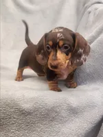 Lizzy Jnr, a female Dachshund for sale in Los Angeles, CA – 3 of 7