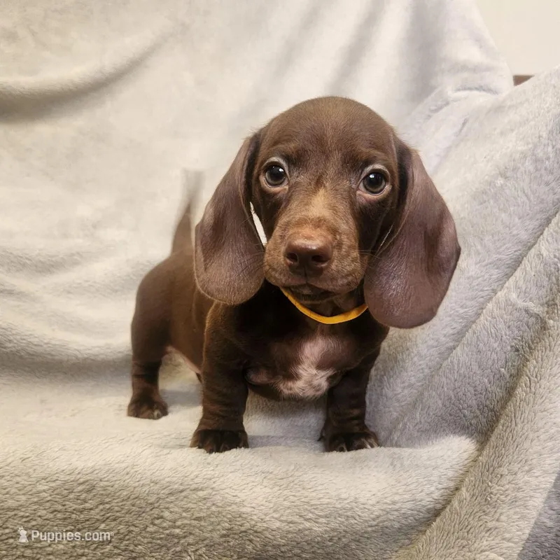 Jack – Dachshund puppy for sale in Los Angeles, CA