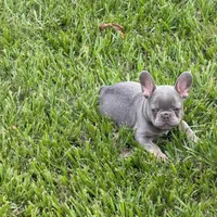 Larrs, a male French Bulldog for sale in Los Angeles, CA – 5 of 6