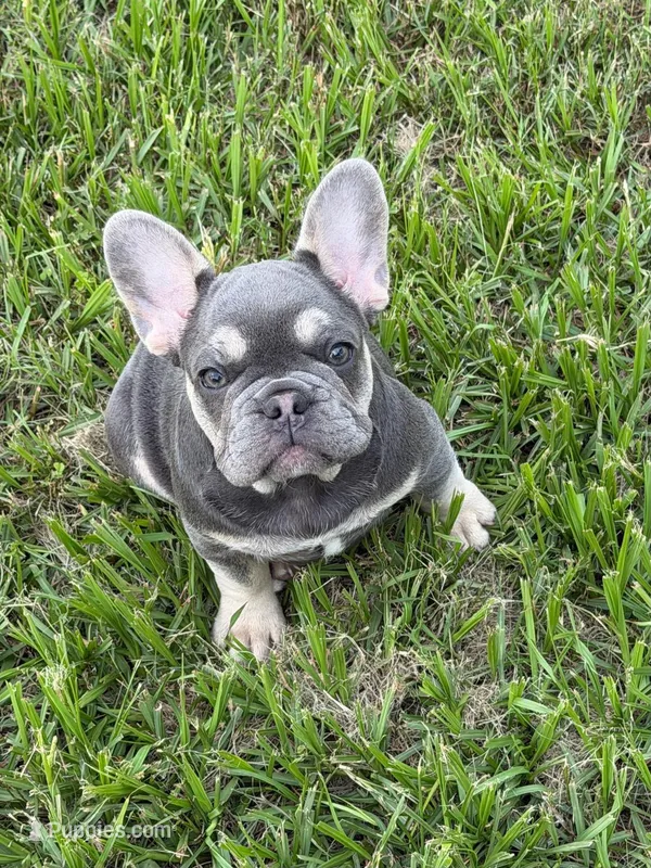 Lizzy – French Bulldog puppy for sale in Los Angeles, CA