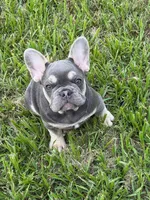 Lizzy, a female French Bulldog for sale in Los Angeles, CA – 1 of 4