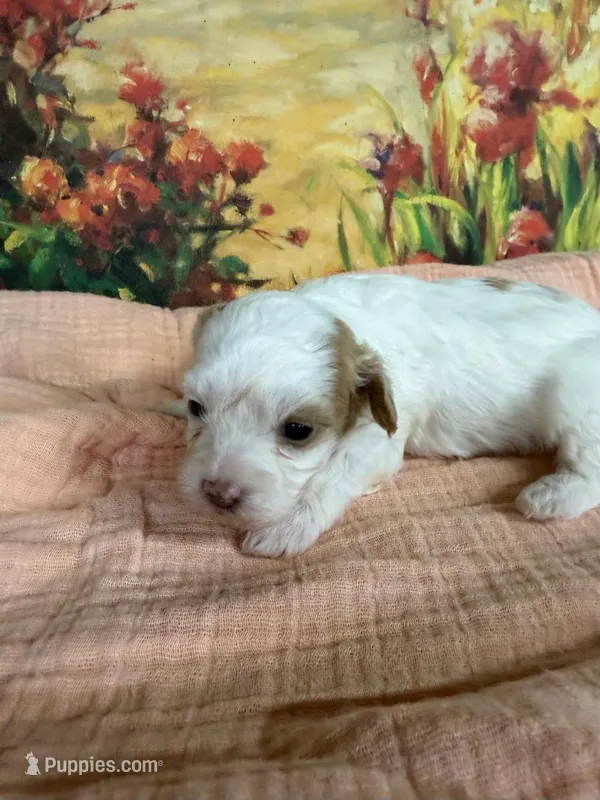 Lenore – Maltipoo puppy for sale in Los Angeles, CA