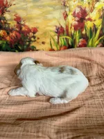 Lenore, a female Maltipoo for sale in Los Angeles, CA – 4 of 5