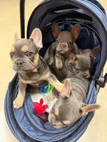 Larrs, a male French Bulldog for sale in Los Angeles, CA – 6 of 6
