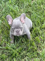 Larrs, a male French Bulldog for sale in Los Angeles, CA – 4 of 6