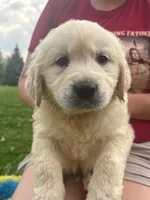 Bluee, a male Golden Retriever for sale in Los Angeles, CA – 3 of 6
