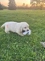 Bluee, a male Golden Retriever for sale in Los Angeles, CA – 5 of 6