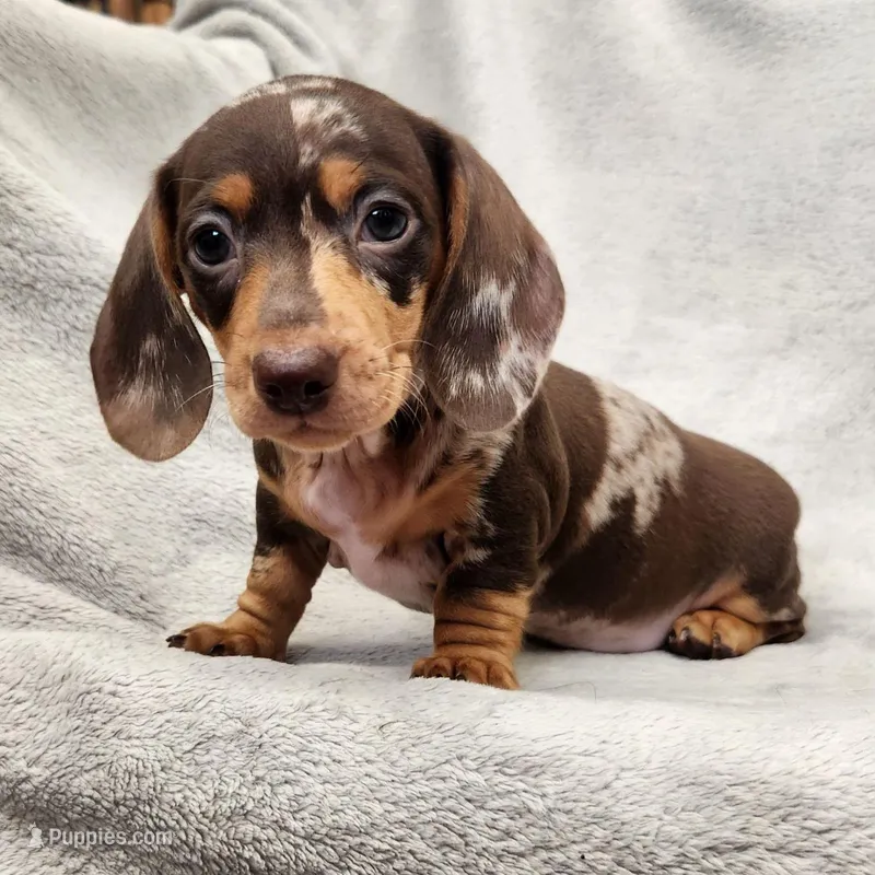 Lizzy Jnr – Dachshund puppy for sale in Los Angeles, CA