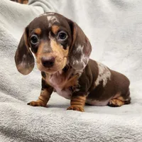 Lizzy Jnr, a female Dachshund for sale in Los Angeles, CA – 1 of 7