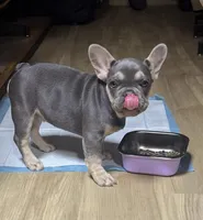 Lizzy, a female French Bulldog for sale in Los Angeles, CA – 3 of 4