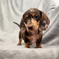 Lizzy Jnr, a female Dachshund for sale in Los Angeles, CA – 5 of 7