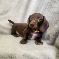 Jack, a male Dachshund for sale in Los Angeles, CA – 6 of 6