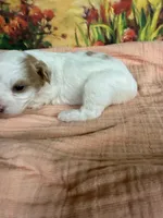 Lenore, a female Maltipoo for sale in Los Angeles, CA – 2 of 5