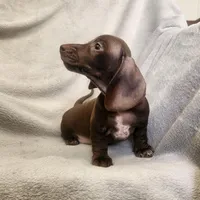 Jack, a male Dachshund for sale in Los Angeles, CA – 3 of 6