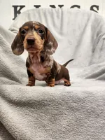 Lizzy Jnr, a female Dachshund for sale in Los Angeles, CA – 2 of 7