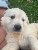 Bluee, a male Golden Retriever for sale in Los Angeles, CA – 6 of 6