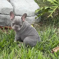 Larrs, a male French Bulldog for sale in Los Angeles, CA – 3 of 6