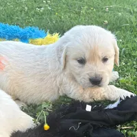 Bluee, a male Golden Retriever for sale in Los Angeles, CA – 4 of 6