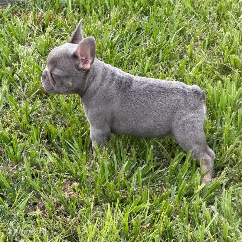 Larrs – French Bulldog puppy for sale in Los Angeles, CA