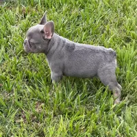 Larrs, a male French Bulldog for sale in Los Angeles, CA – 1 of 6
