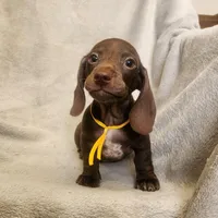 Jack, a male Dachshund for sale in Los Angeles, CA – 2 of 6