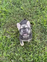 Lizzy, a female French Bulldog for sale in Los Angeles, CA – 2 of 4