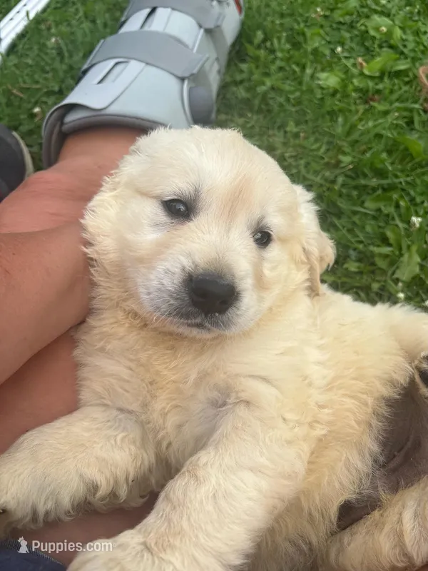 Bluee – Golden Retriever puppy for sale in Los Angeles, CA