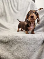 Lizzy Jnr, a female Dachshund for sale in Los Angeles, CA – 6 of 7