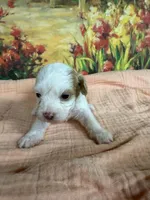 Lenore, a female Maltipoo for sale in Los Angeles, CA – 3 of 5