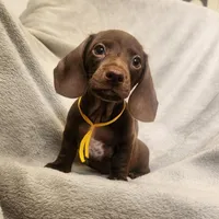 Jack, a male Dachshund for sale in Los Angeles, CA – 4 of 6