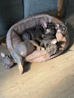 Larrs, a male French Bulldog for sale in Los Angeles, CA – 2 of 6