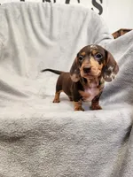 Lizzy Jnr, a female Dachshund for sale in Los Angeles, CA – 4 of 7