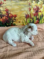Lenore, a female Maltipoo for sale in Los Angeles, CA – 5 of 5