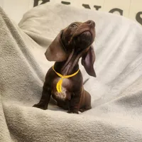 Jack, a male Dachshund for sale in Los Angeles, CA – 5 of 6