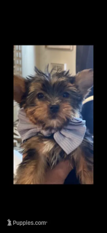 Buddy  – Yorkshire Terrier puppy for sale in Muscle Shoals, AL