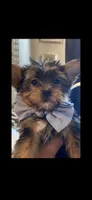 Buddy , a male Yorkshire Terrier for sale in Muscle Shoals, AL – 1 of 1