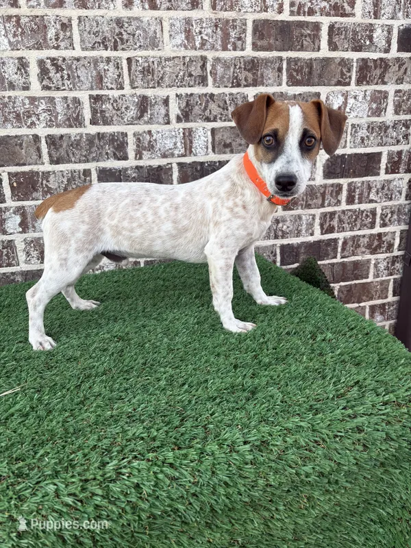 John – Jack Russell Terrier puppy for sale in Muscle Shoals, AL
