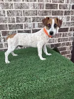 John, a male Jack Russell Terrier for sale in Muscle Shoals, AL – 1 of 1