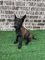 Hammer , a male Belgian Malinois for sale in Muscle Shoals, AL – 2 of 2