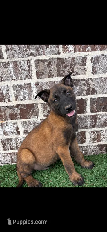 Rambo – Belgian Malinois puppy for sale in Muscle Shoals, AL