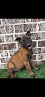Rambo, a male Belgian Malinois for sale in Muscle Shoals, AL – 1 of 1