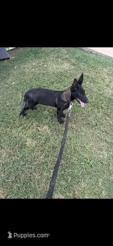 Jill – Belgian Malinois puppy for sale in Muscle Shoals, AL