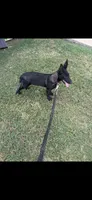 Jill, a female Belgian Malinois for sale in Muscle Shoals, AL – 1 of 1