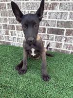 Spice , a female Belgian Malinois for sale in Muscle Shoals, AL – 2 of 3