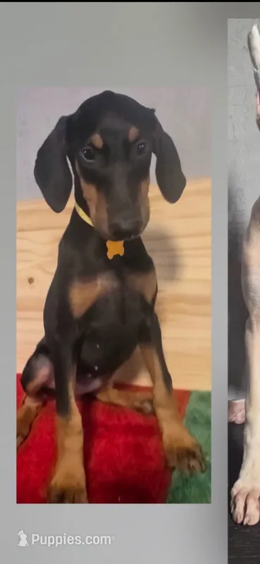 Janet – Doberman Pinscher puppy for sale in Muscle Shoals, AL