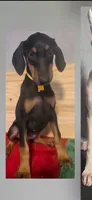 Janet, a female Doberman Pinscher for sale in Muscle Shoals, AL – 1 of 2