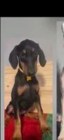 Janet, a female Doberman Pinscher for sale in Muscle Shoals, AL – 2 of 2