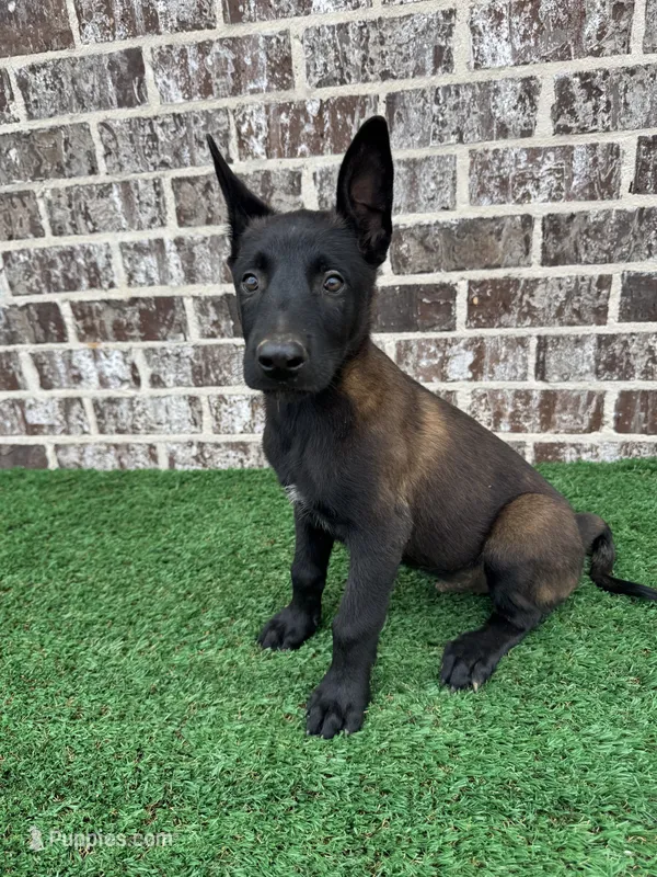 Hammer  – Belgian Malinois puppy for sale in Muscle Shoals, AL