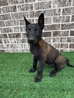 Hammer , a male Belgian Malinois for sale in Muscle Shoals, AL – 1 of 2